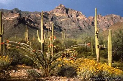 Western Space Age * Gila Bend